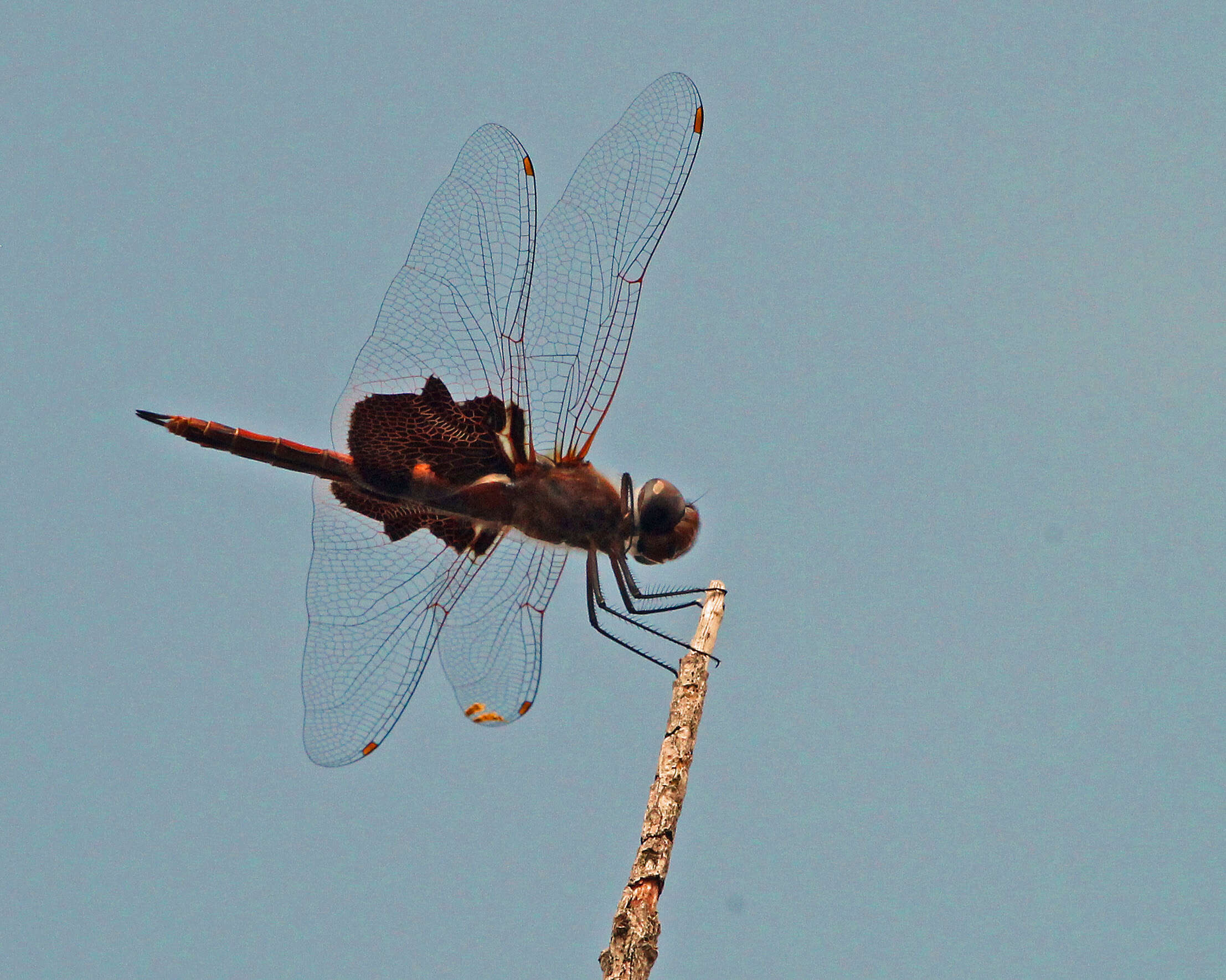 Image of Saddlebags gliders