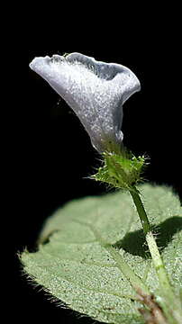 Image of Pombalia heterosepala (Eichl.) Paula-Souza