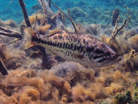 Image of black bass