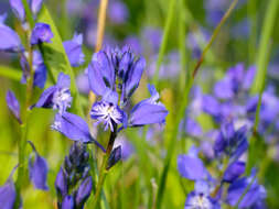 Image of Milkwort