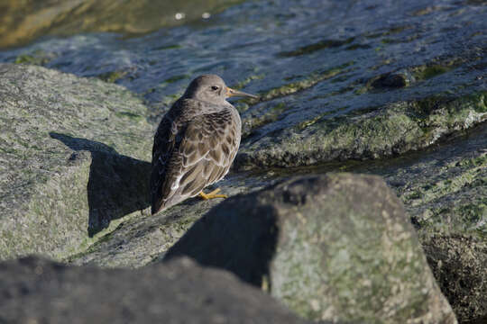 Image of Purple Sandpiper