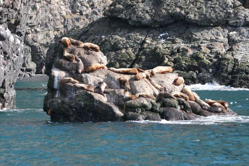 Image of northerns sea lions