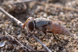 Image of flesh flies