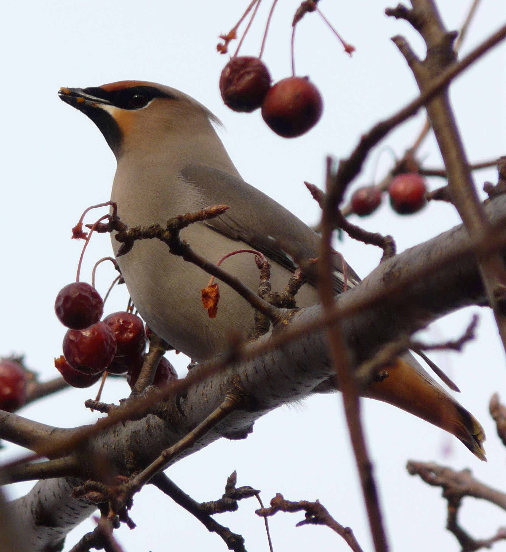 Image of waxwings and relatives