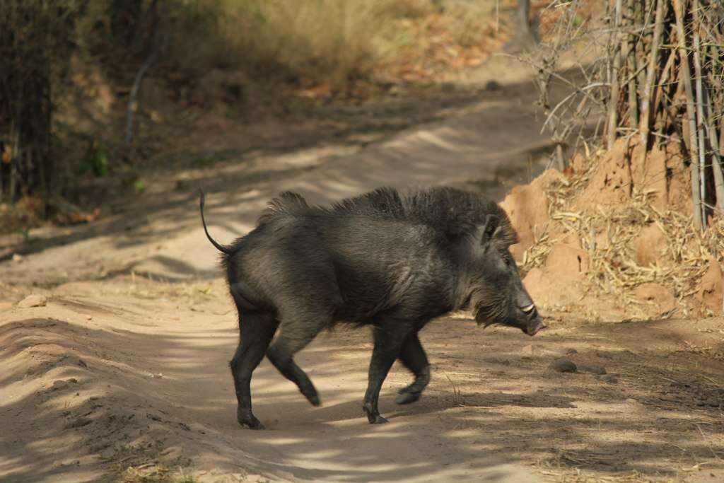 Imagem de Sus scrofa cristatus Wagner 1839