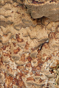 Image of Fuscoporia ferruginosa (Schrad.) Murrill 1907