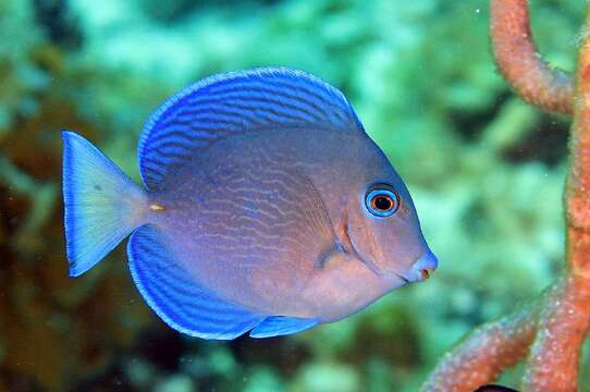 صورة Acanthurus coeruleus Bloch & Schneider 1801