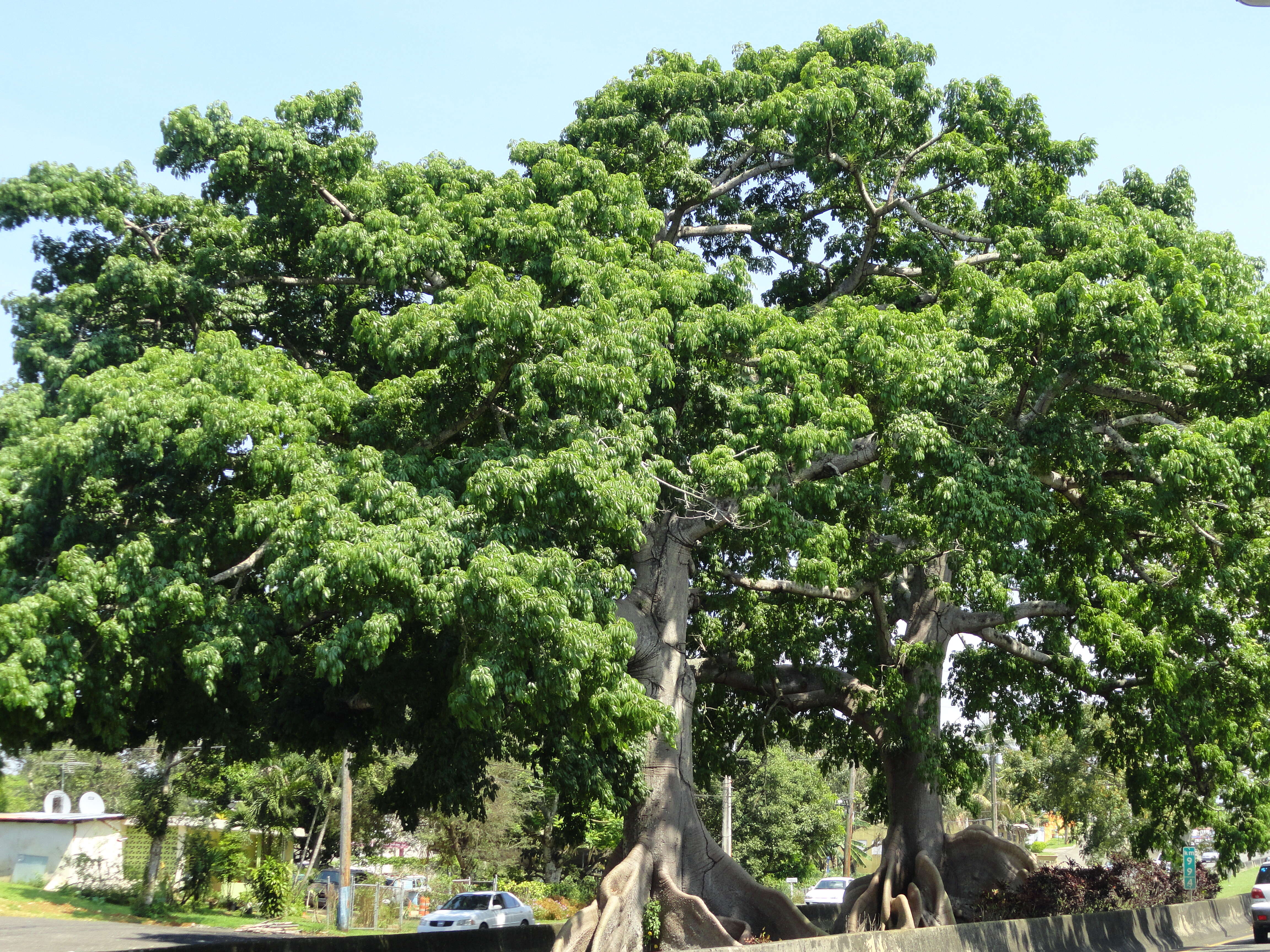 Image of ceiba