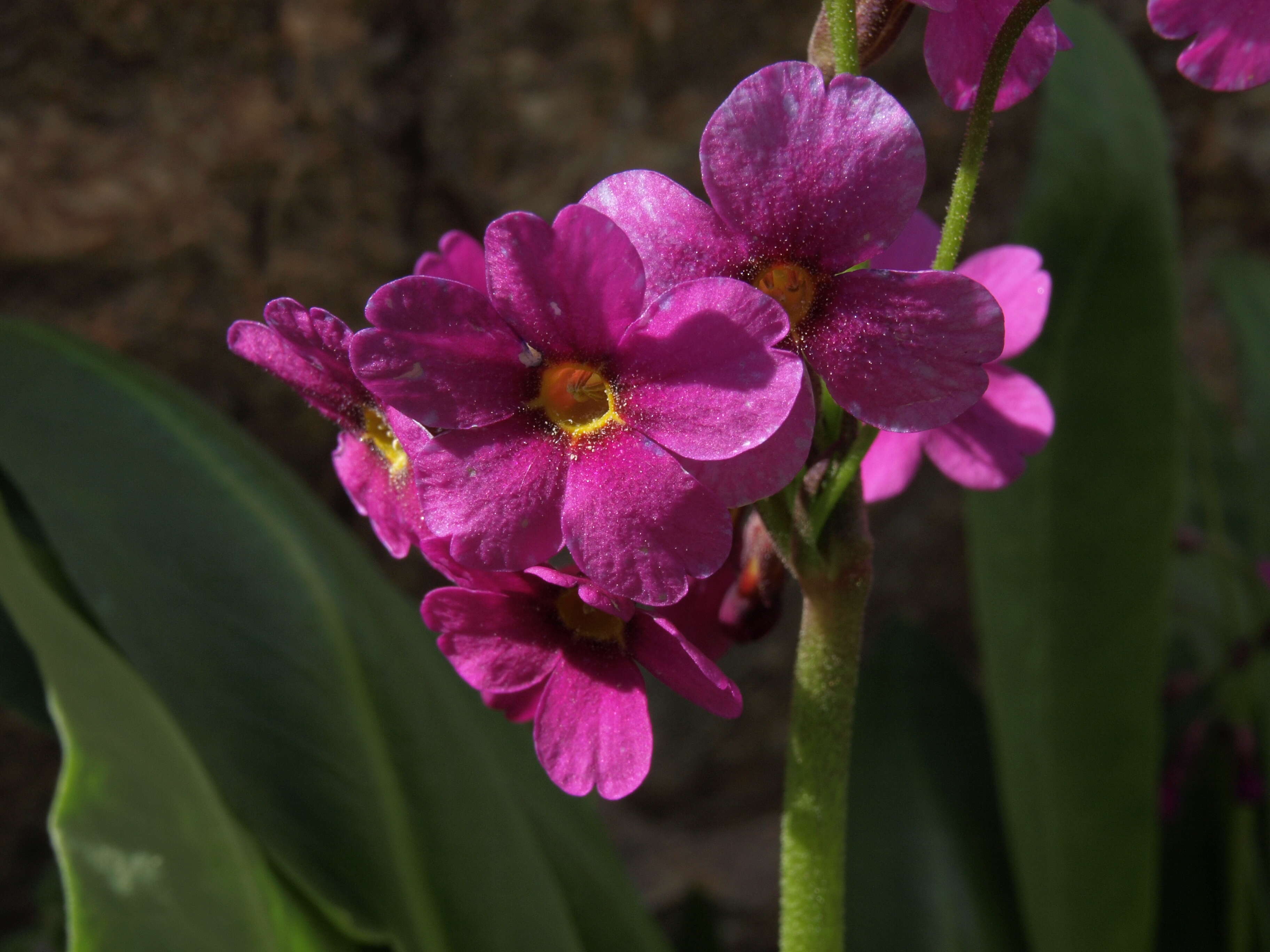 Primula parryi A. Gray resmi