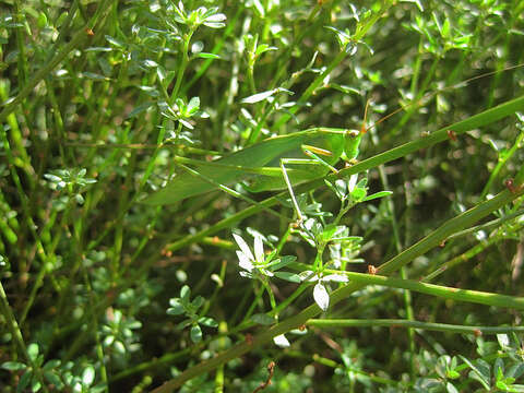 Image of Mexican Bush Katydid