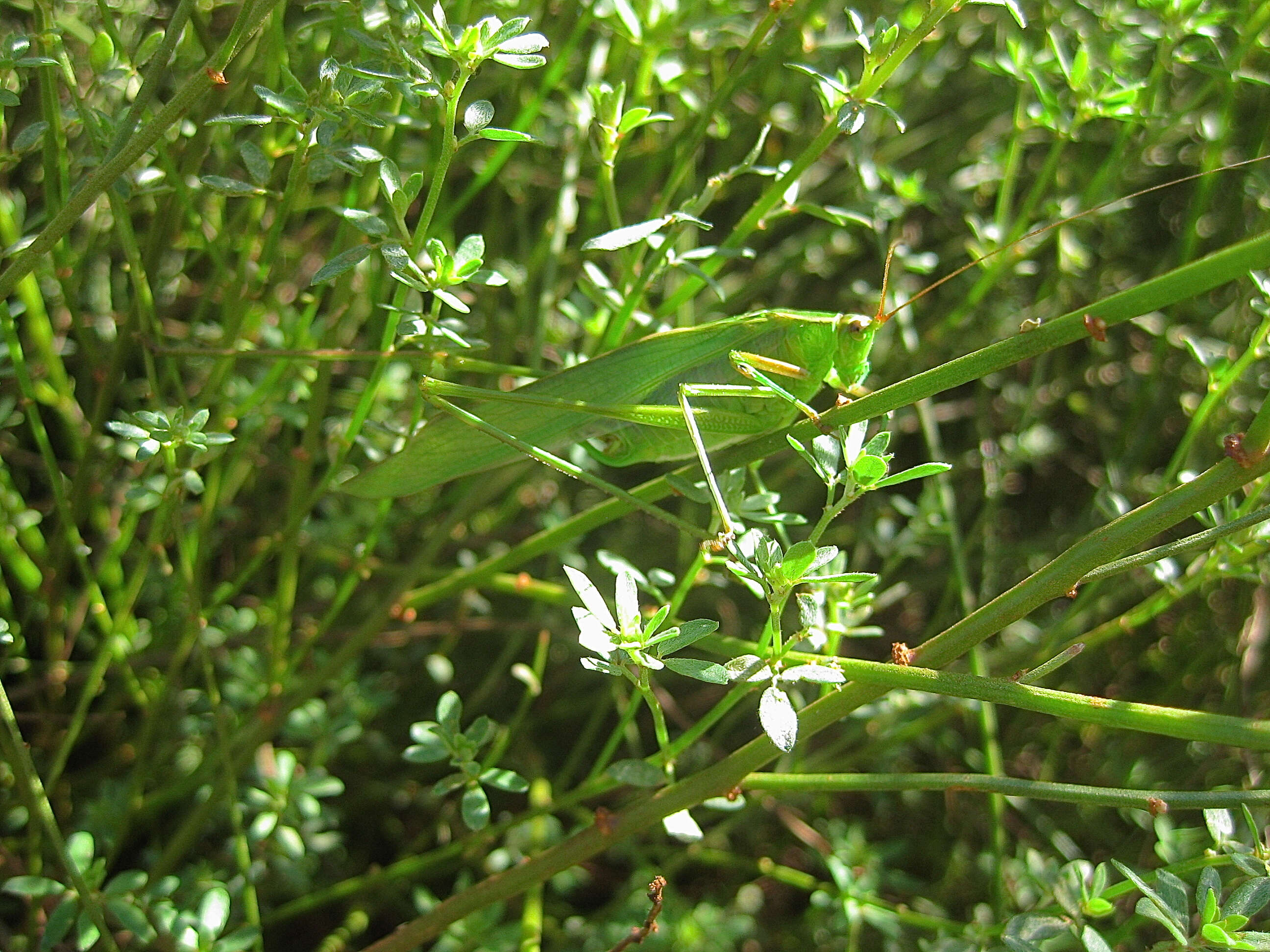 Image of Scudder's bush katydids