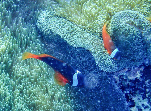 Image of Amphiprion barberi Allen, Drew & Kaufman 2008