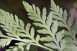 Image of rattlesnake fern