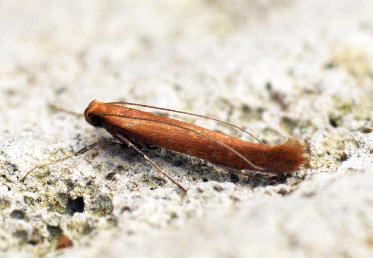 Image of Caloptilia betulicola (M. Hering 1928)