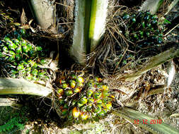 Image of oil palm
