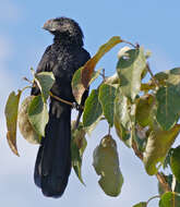 Plancia ëd Crotophaga Linnaeus 1758