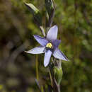 Image of Naked sun orchid