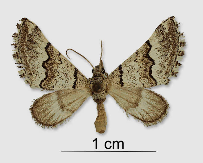 Plancia ëd Lithostege distinctata