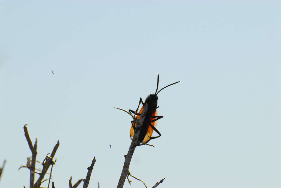 Image of Tarantula Hawks