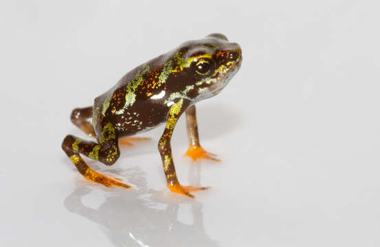 Image of harlequin frogs