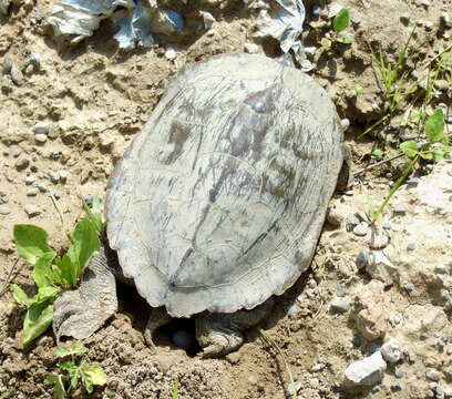 Image of Map Turtles