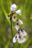 Image of cottongrass