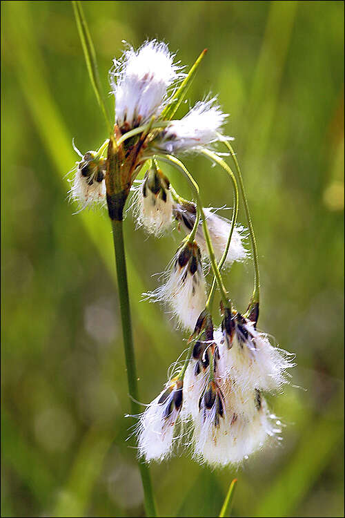 Image of cottongrass