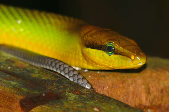 Plancia ëd Gonyosoma oxycephalum (F. Boie 1827)