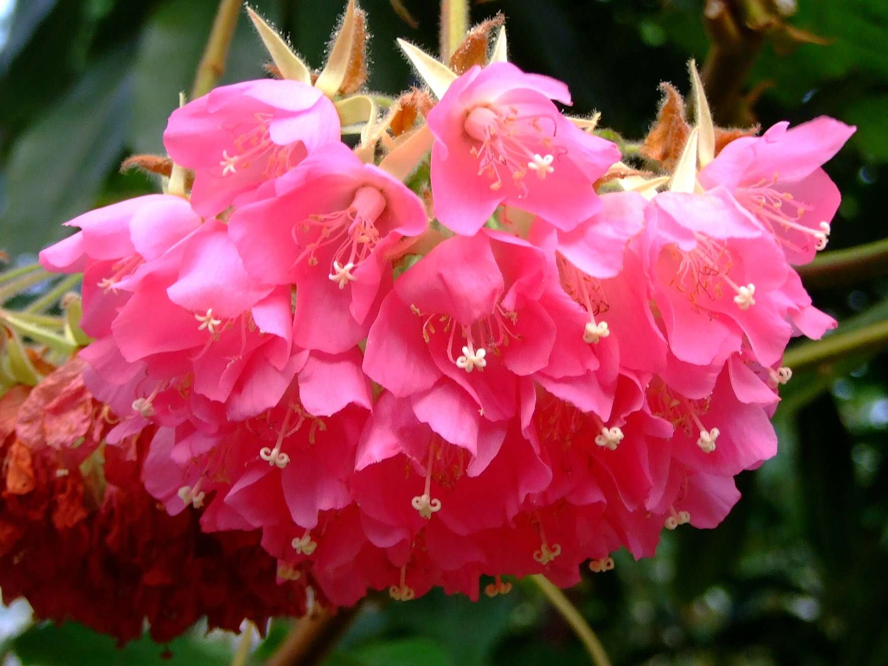 Image of Dombeya