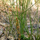 Image of Lomandra confertifolia subsp. rubiginosa A. T. Lee