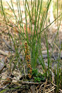 Image of Lomandra confertifolia (F. M. Bailey) Fahn