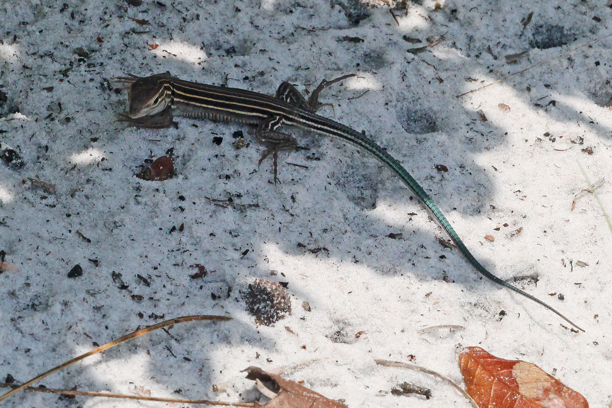 Image of Six-lined Racerunner