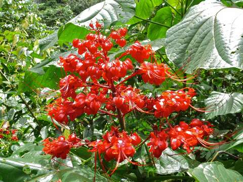 Слика од Clerodendrum paniculatum L.