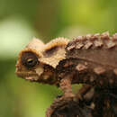 Plancia ëd Brookesia perarmata (Angel 1933)