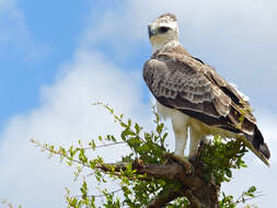 Image of Polemaetus Heine 1890