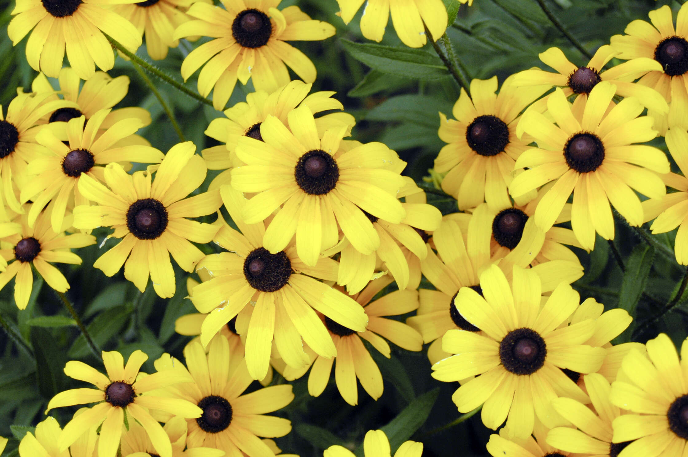 Image of blackeyed Susan