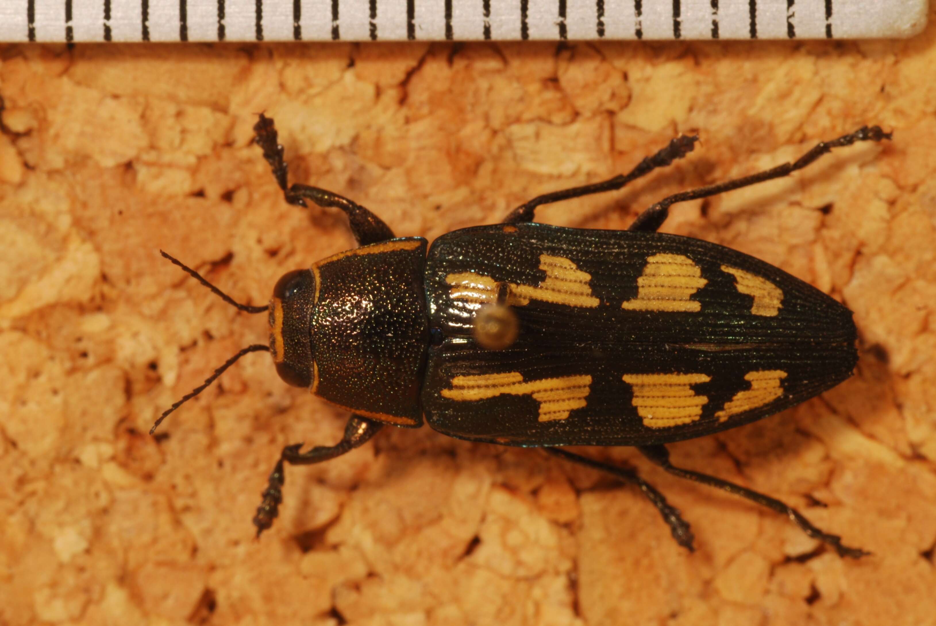 Image of Painted Jewel Beetle