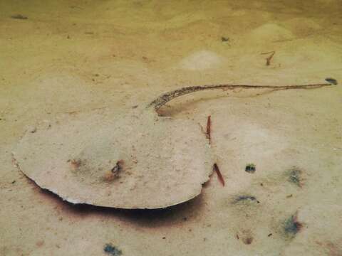 Image of Southern stingray