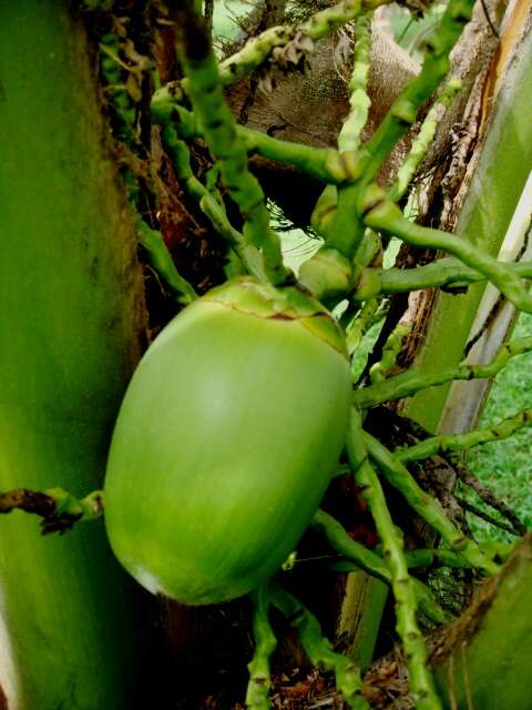 Image of coconut palm