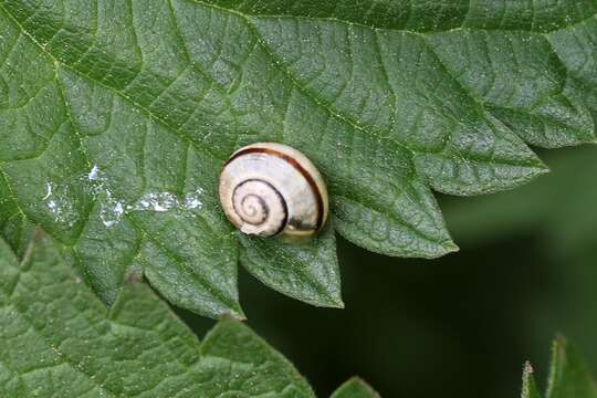 Image of Copse Snail