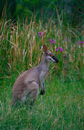 Image of wallaby