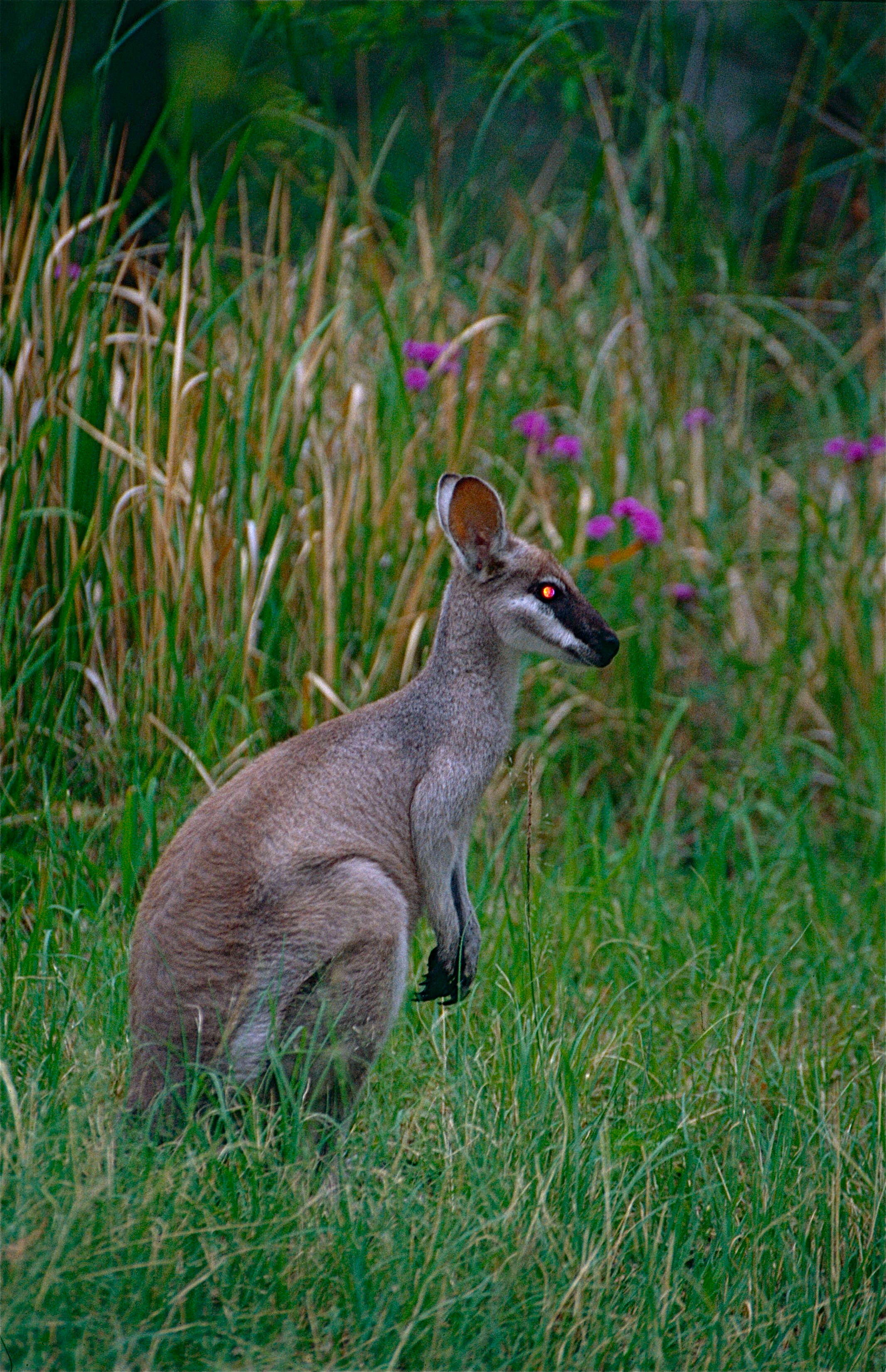 Image of wallaby