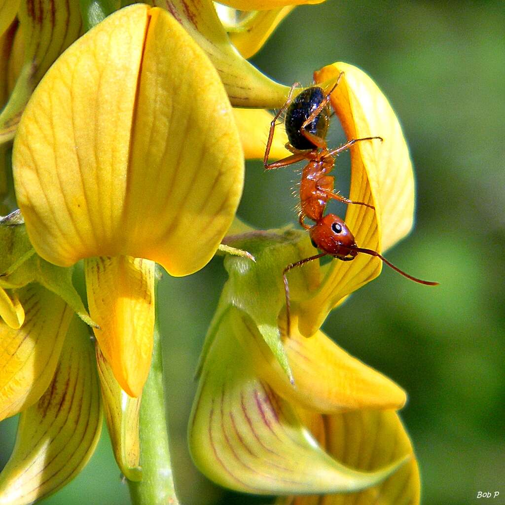 Image de Camponotus floridanus (Buckley 1866)