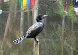 Plancia ëd Phalacrocorax brasilianus (Gmelin & JF 1789)