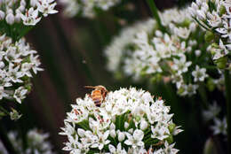 Image of slender pride of Rochester