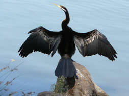 Image de Anhinga d'Australie