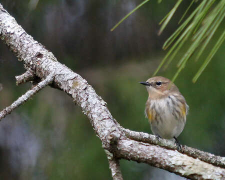 Imagem de Setophaga coronata (Linnaeus 1766)