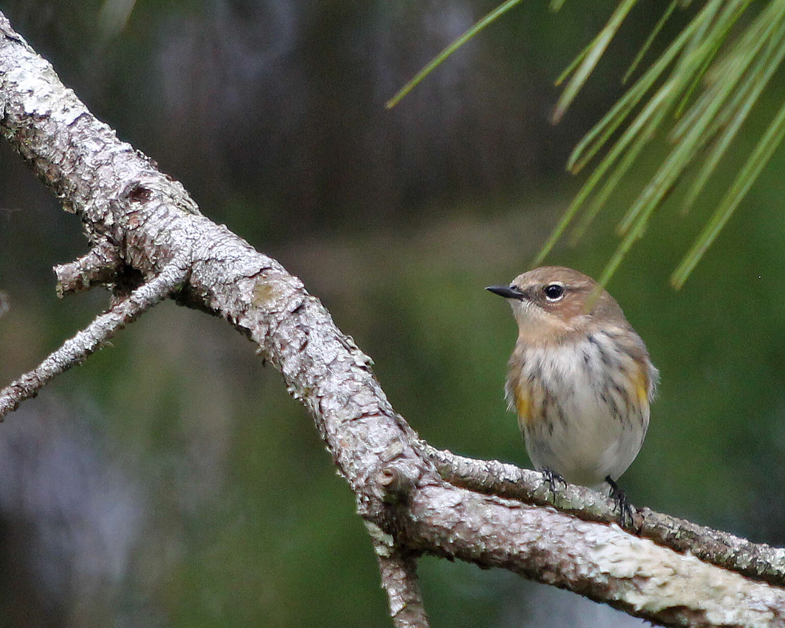 Image of Setophaga Swainson 1827