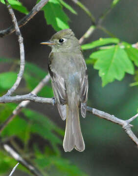 Empidonax occidentalis Nelson 1897的圖片