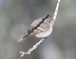 Image of Hammond's Flycatcher